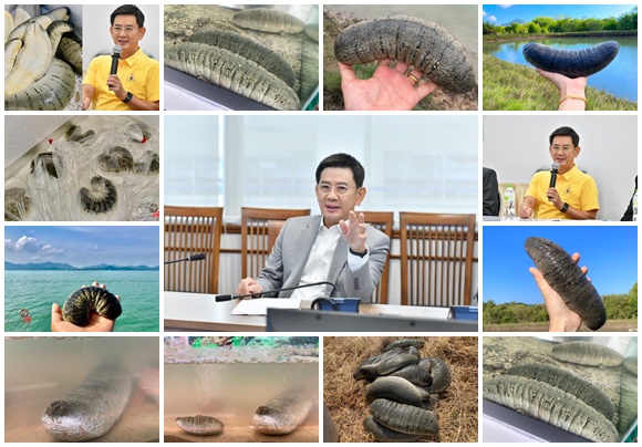 GIปลิงทะเลเกาะยาว