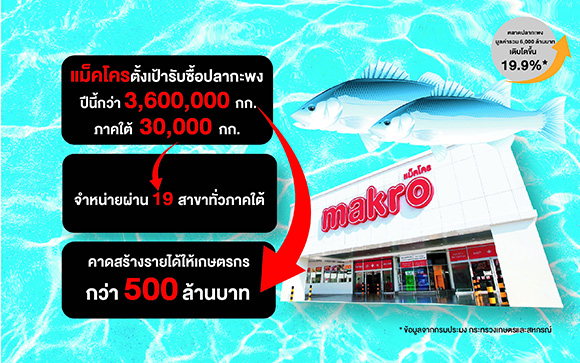 8858 Makro ปลากะพง info